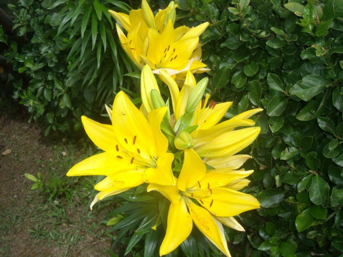 Casa Bianca Βίλα Lajes das Flores Εξωτερικό φωτογραφία